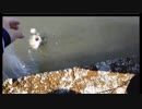 6.03 【ルアー】管理釣り場【トラウト】栃木県