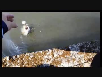 6.03 【ルアー】管理釣り場【トラウト】栃木県