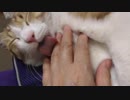 ママとイチャイチャする猫アイちゃん