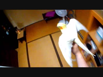 インコ(22歳)でも運動するよ