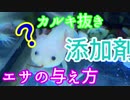 【うぱさん観察日記】#4 うぱさんの変化と疑問質問への回答