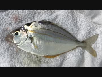 釣り動画ロマンを求めて 160釣目（杉田臨海緑地）