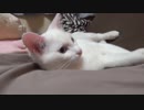 【 猫 】大きくなったけど実はまだ子猫　その53
