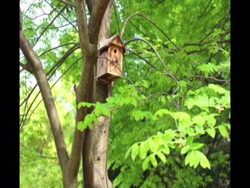 小鳥のさえずり《10分》（睡眠用BGM・作業用BGM）