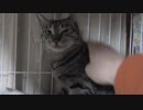 【Jean & Pont 1112】パパがあんずちゃんの寝込みを襲うナデナデ