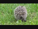 そんなに写真撮る習性のない倉知礼門