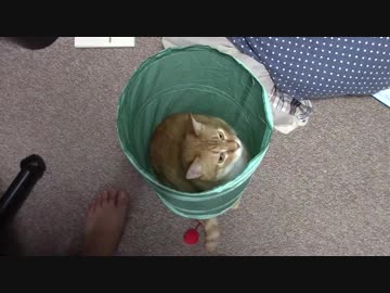 拾いねこ＠生後2159/2126日目　筒の中のアコ。