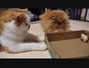 【マンチカンズ】ねずみを追う猫一家