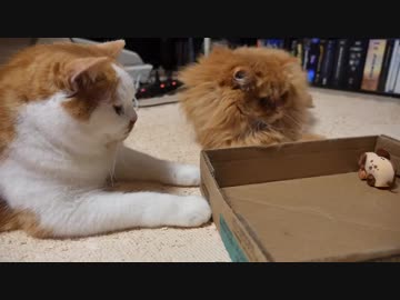 【マンチカンズ】ねずみを追う猫一家