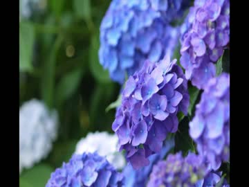 カミナリと静かな雨の音《10分》（睡眠用BGM・作業用BGM）