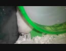 ハムスター飼いました。その31～ハムスターと初めてのすいかのドライフルーツ～