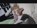仲良し兄弟のお昼寝。なお、妹に吸われる模様。