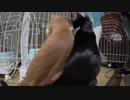 【Jean & Pont 1115】あんずちゃんついにケージの外へ 〜前編〜