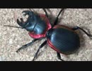 [閲覧注意!!]　再編集　アカヘリエンマゴミムシにゴキブリを食べさせてみた。(Mouhotia planipennis)
