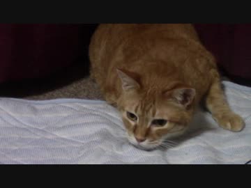 拾いねこ＠生後2160/2127日目　じゃらしを狙うアコさん（匠さんによるじゃらし