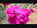 Pink Flower With Ant　角田真弘　＠
