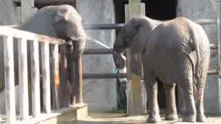 東武動物公園　ゾウの水飲み