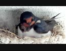 ツバメの雛の面白い動き