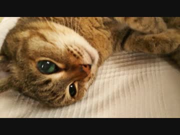 便秘マッサージがまんざらでもない猫