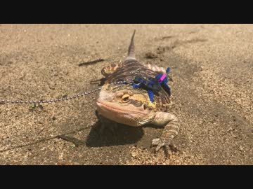 トカゲ塩水事件