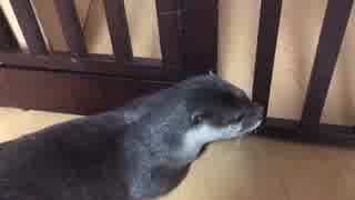 何かを見つめるカワウソ
