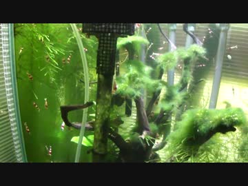 レッドビーシュリンプ水槽2号857日目　3号450日目