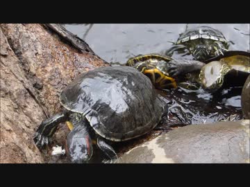 身内を払いのけてエサを奪いに行く亀の姿に驚愕