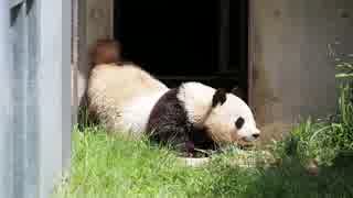 朝の運動をするタンタン(2018.6.1 神戸 王子動物園)