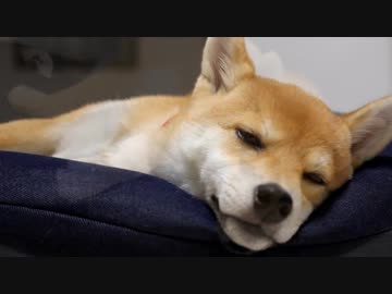 【柴犬よつば】眠くて眠くて