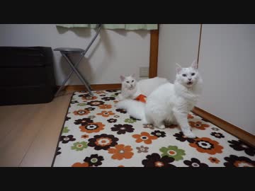 【HR299】カメラ目線でフレーメン反応をする猫