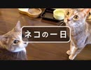 【モアクリ】 ネコの一日