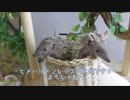 ヒメハリテンレック育成記録　180608
