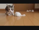 子猫ＶＳねずみ（ウサギの毛の）