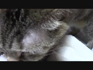 拾いねこ＠生後2162/2129日目　撮影開始と同時に登場する月音さん。