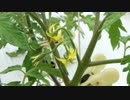 トマトの花が咲きましたっ！【バーチャルYouTuber】