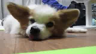 フローリングの床の上でまったりするワンコ（パピヨン）のアップ