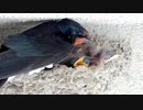 親ツバメにツンツンされる雛