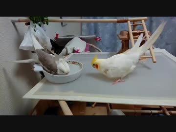 【オカメインコ】るるぅ水浴び、りりぃは？