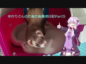 ゆかりさんのたぬたぬ育成日記その5