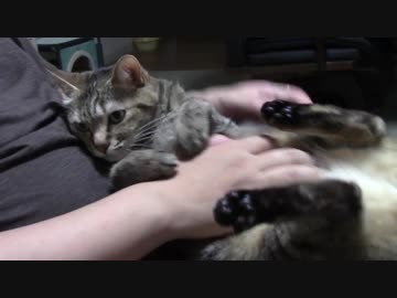 拾いねこ＠生後2163/2130日目　今月も爪切ります。