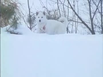 人気の 炎の犬 動画 24本 ニコニコ動画