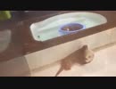 七キロ超えの重りを持ち上げるカワウソ