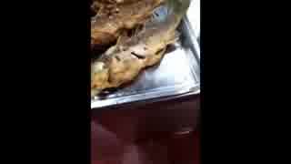 フライされた魚が生き返る