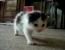 猫が襲い掛かってきました