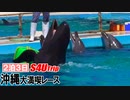 ２泊３日沖縄大満喫レース【#15】美ら海水族館編Ⅳ