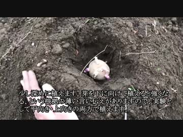 素手から始める旧農耕～僕の極小菜園～　第２話「ジャガイモと土改善」