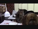 こんしゅうのおやつ【蒼民家の猫々】