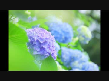 やさしい雨が降る音《30分》（睡眠用BGM・作業用BGM）