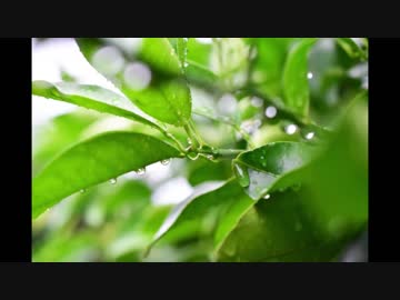 激しい雨が降る音《30分》（睡眠用BGM・作業用BGM）