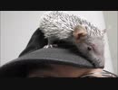 ヒメハリテンレック育成記録　180611